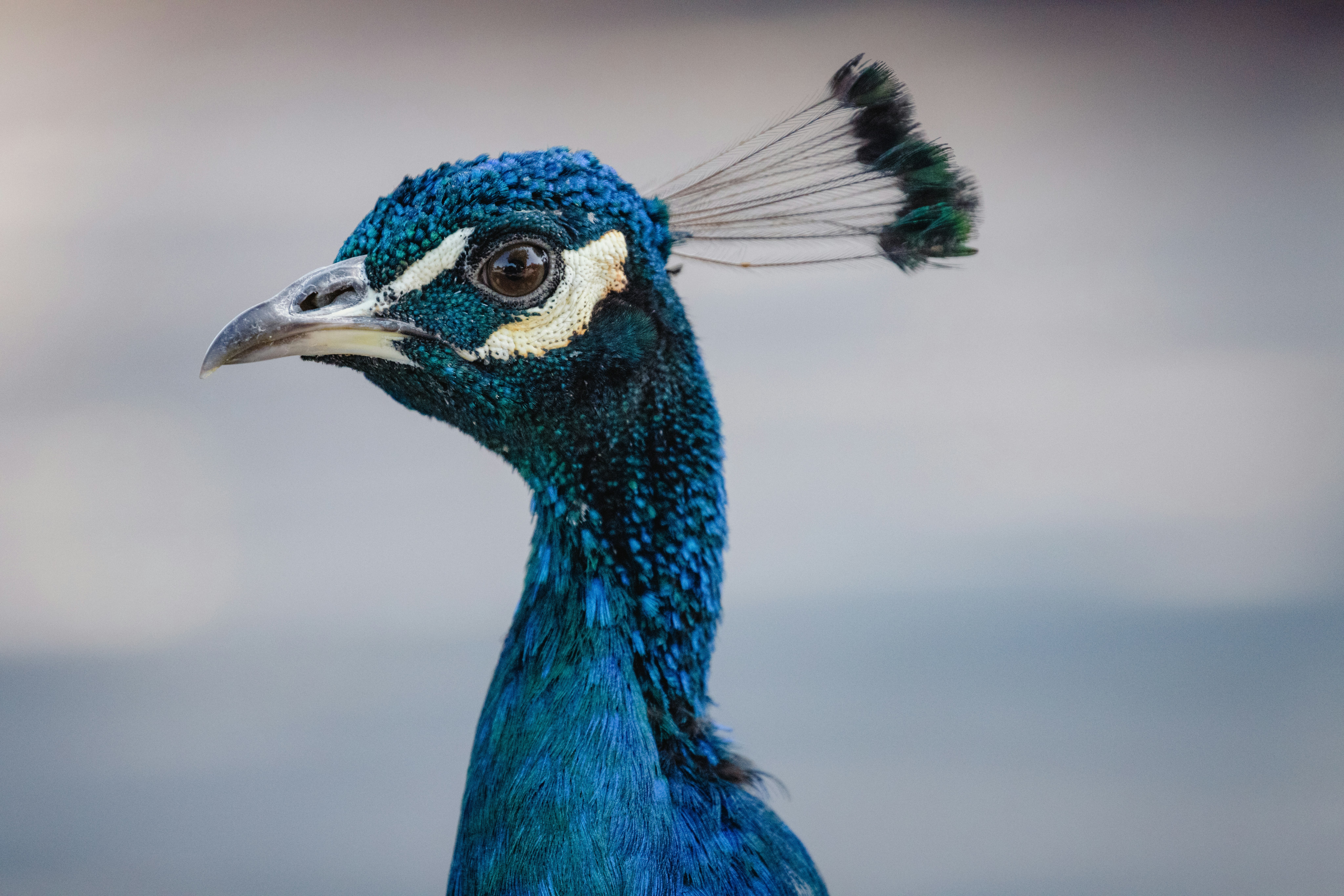 blue peacock in close up photography